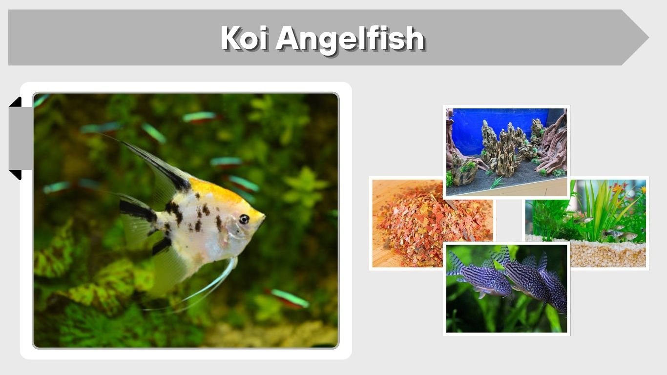 Koi Angelfish: Size, Care, Colors, Lifespan and Tank Mates