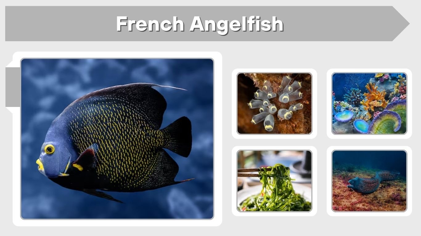 French Angelfish: Size, Habitat, Diet, Care and Facts