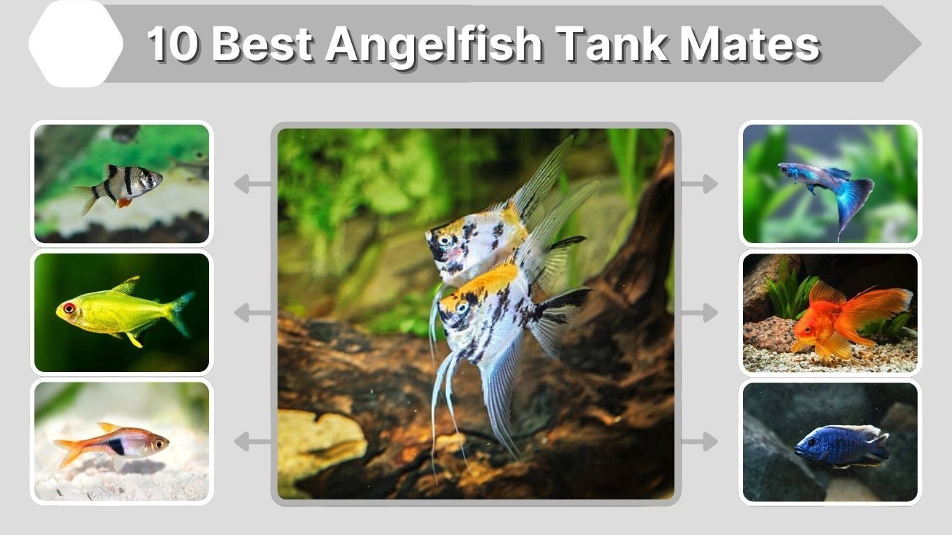 10 Best Angelfish Tank Mates: Good and Bad Choices
