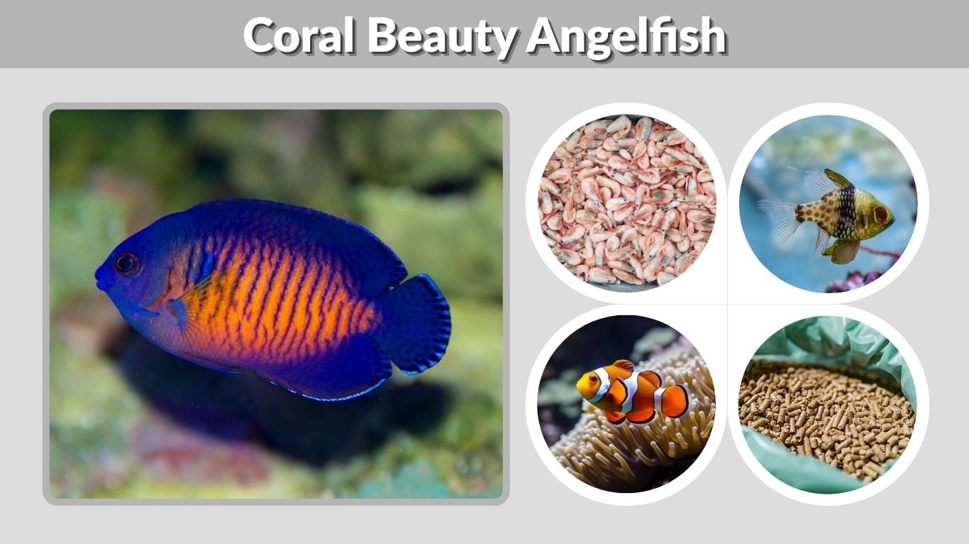 Coral Beauty Angelfish: Care, Tank Size, Diet and Facts