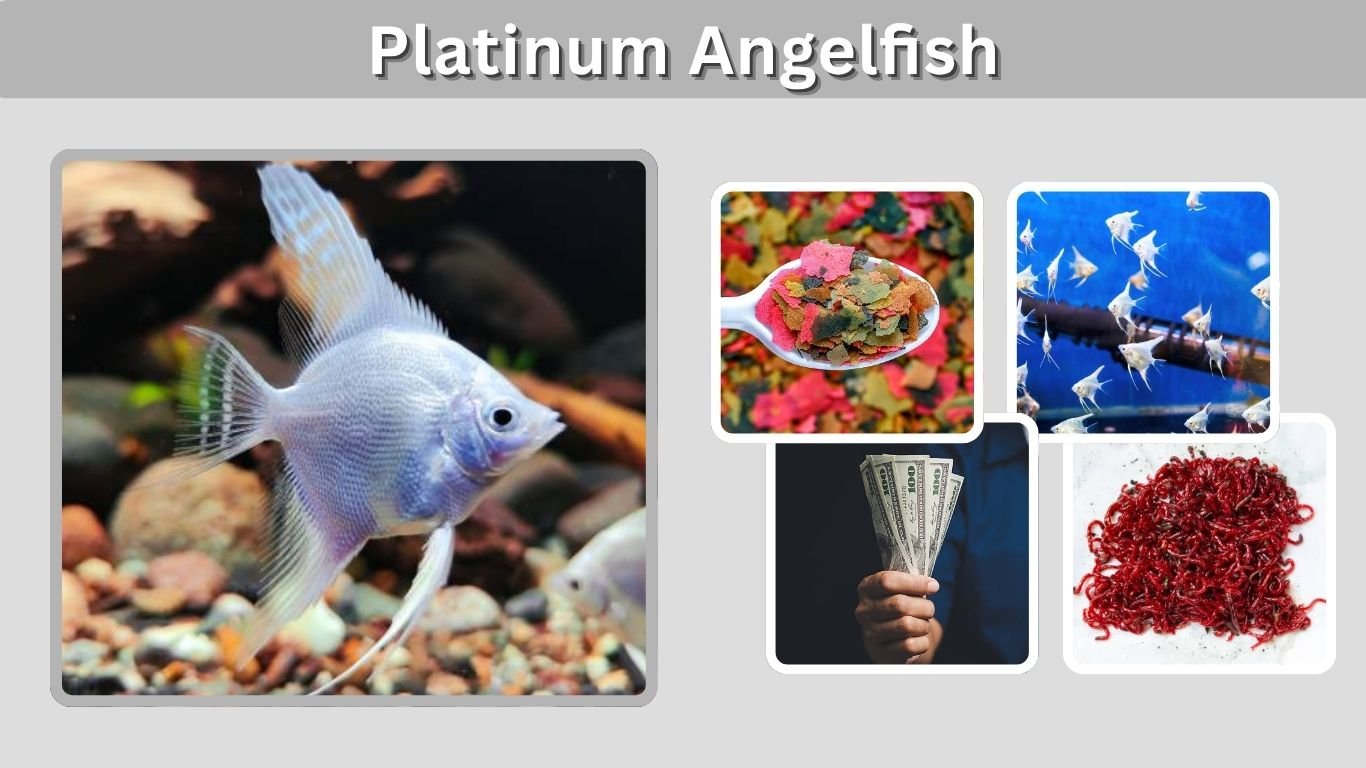Platinum Angelfish: Care, Size, Tank and Genetics