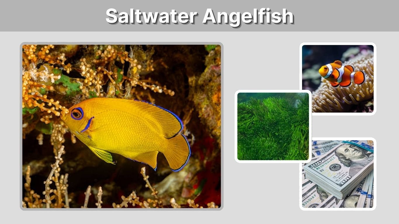 Saltwater Angelfish: Types, Care, Tank Size and Diet