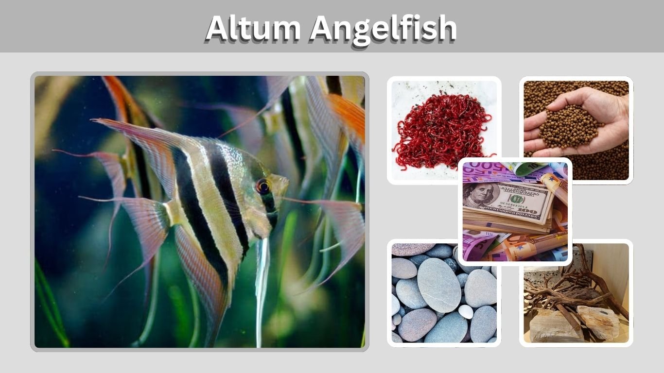 Altum Angelfish: Care, Size, Tank Setup, Diet and More