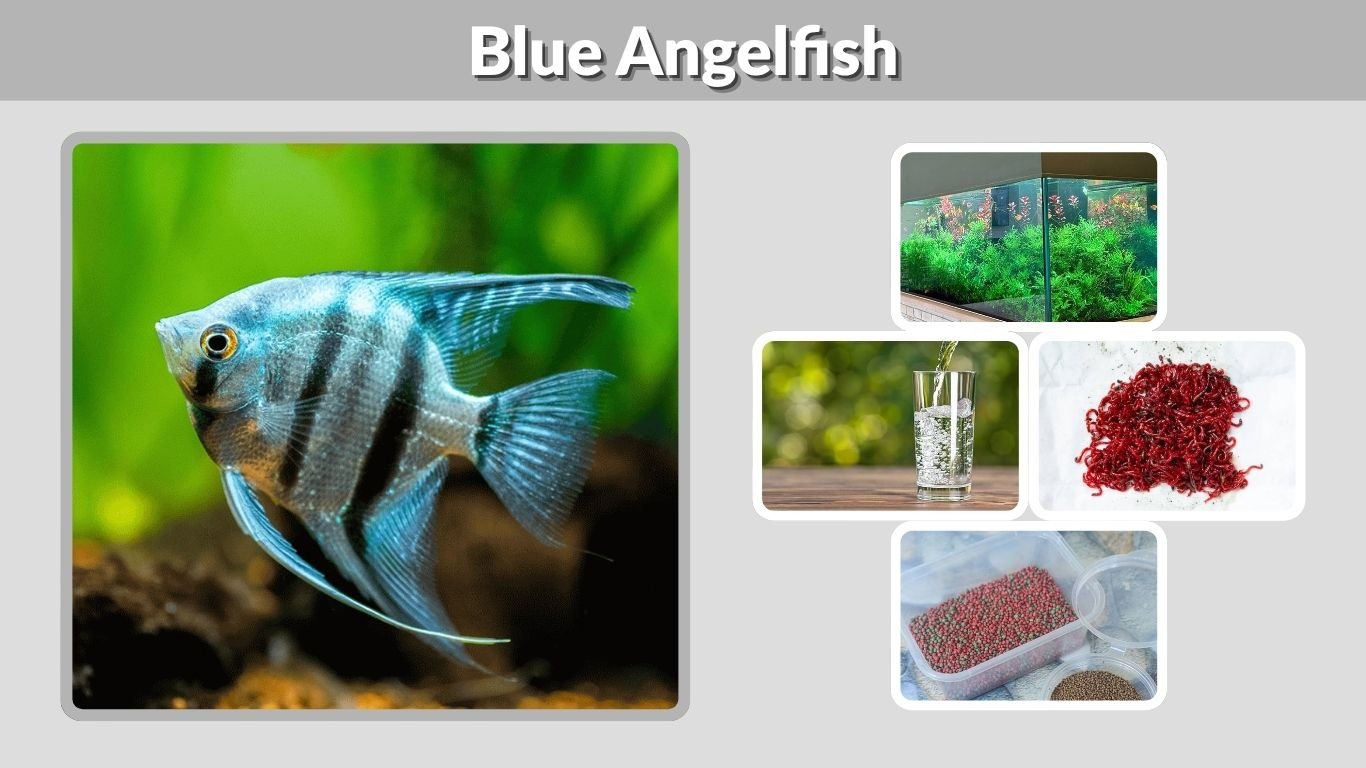 Blue Angelfish: Types, Care, Size, Diet and Tank Setup