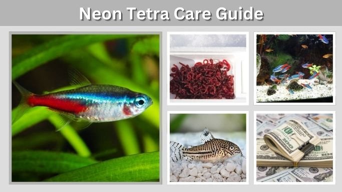 Neon Tetra Care Guide: Tank, Food, Lifespan and Diseases