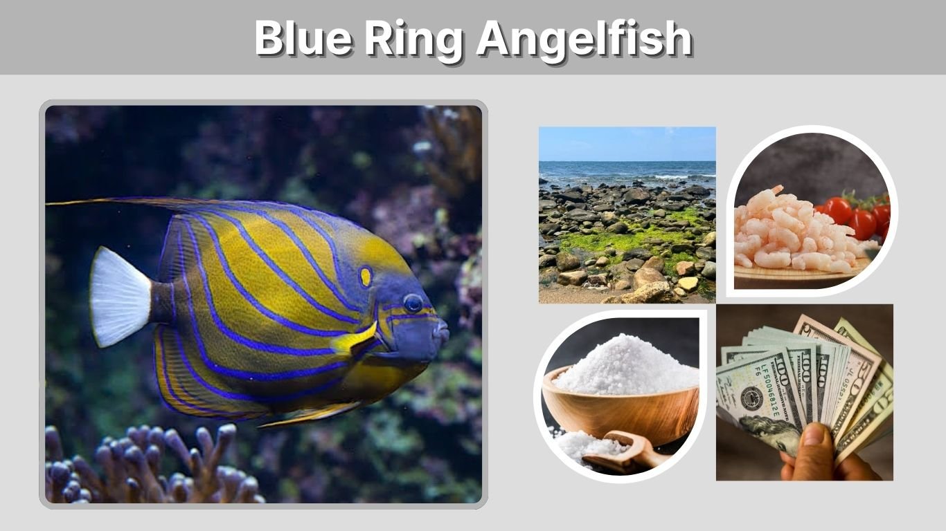 Blue Ring Angelfish: Size, Diet, Care and Lifespan