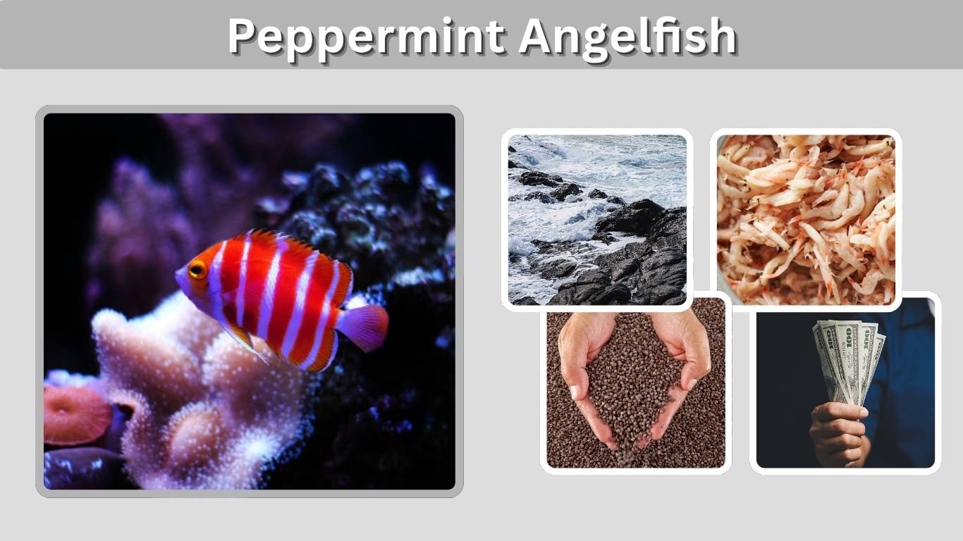 Peppermint Angelfish: Size, Price, Habitat, and Facts
