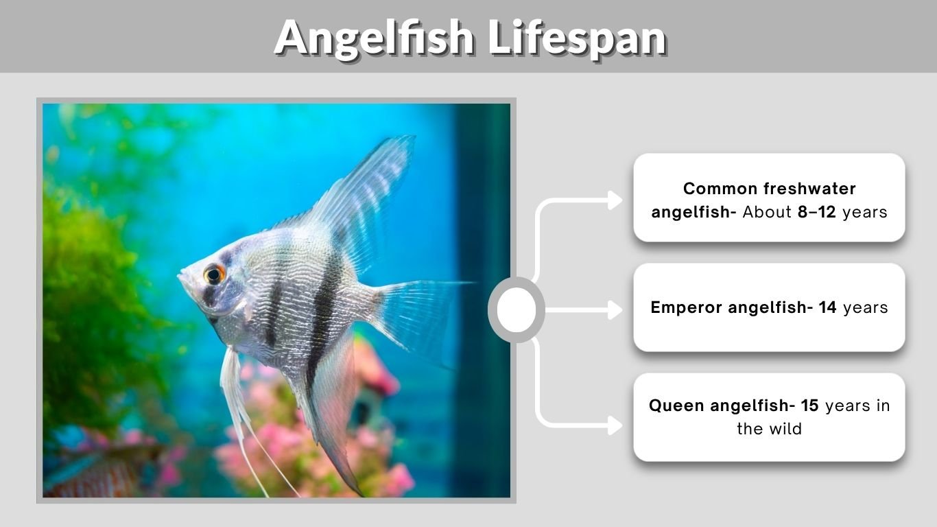 Angelfish Lifespan: How Long Do Angelfish Live?
