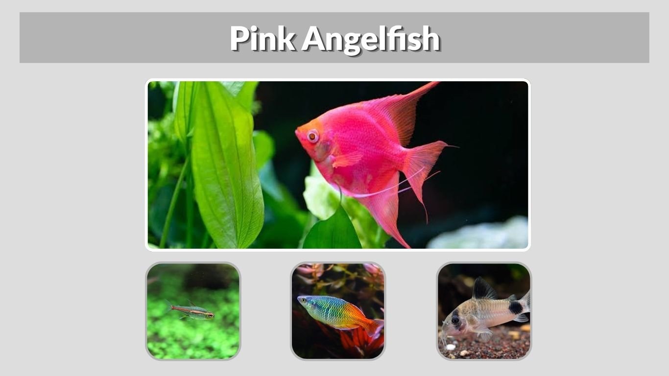 Pink Angelfish: Care, Size, Types, Price, and Tank Setup