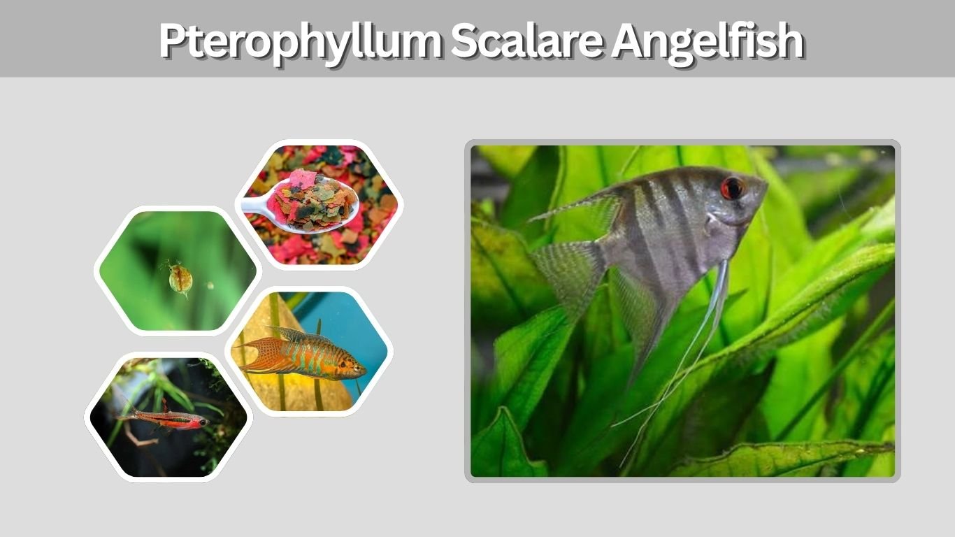 Pterophyllum Scalare Angelfish: Complete Care Guide