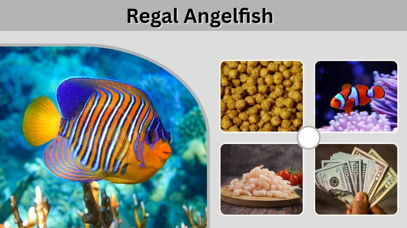 Regal Angelfish: Care, Size, Diet, Tank and Reef Safety