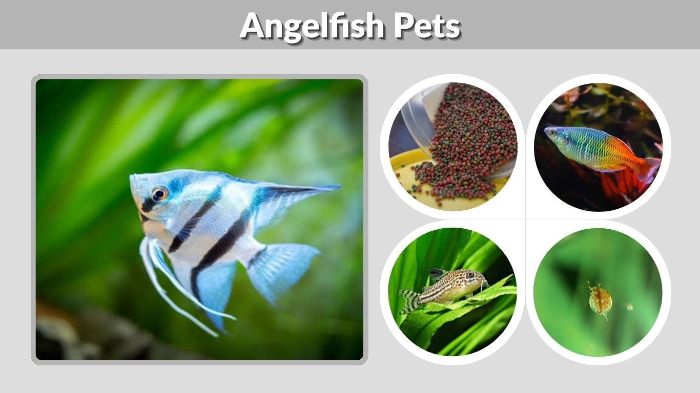 Angelfish Pets: Care, Tank Size, Diet, and Lifespan