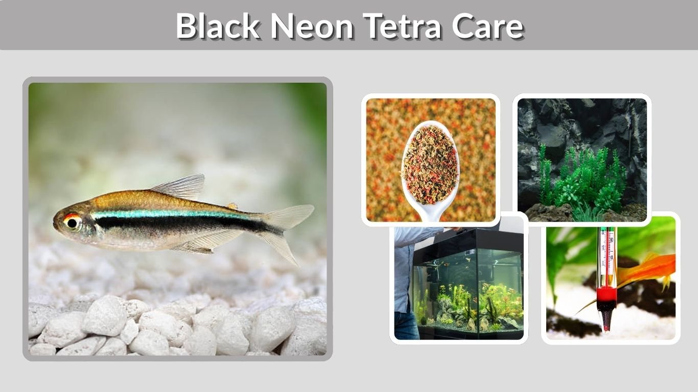 Black Neon Tetra Care: Size, Tank, Food and Lifespan