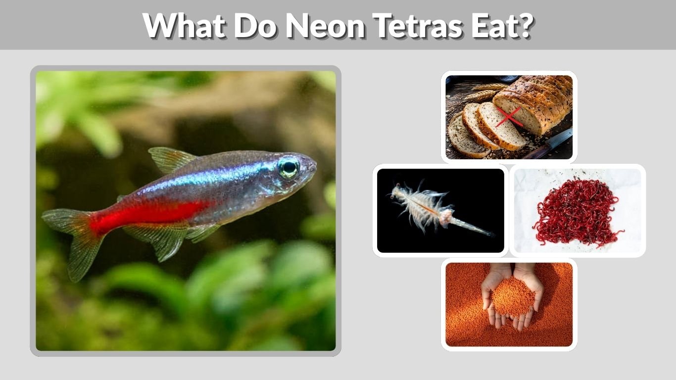 What Do Neon Tetras Eat? 10 Best Foods for Healthy Fish
