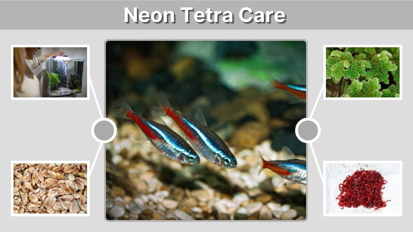 Neon Tetra Care and Tank Requirements: Complete Guide