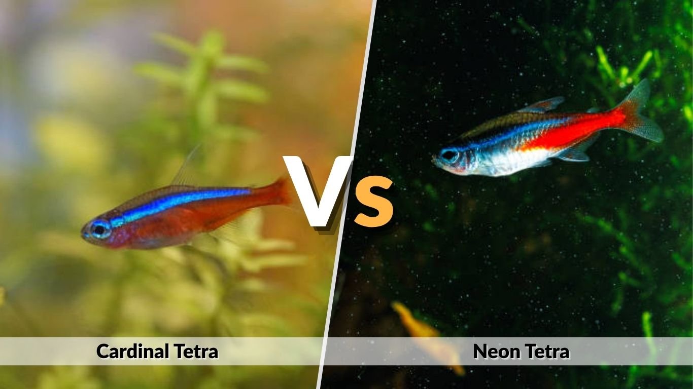 Cardinal Tetra vs Neon Tetra: Size, Color & Care