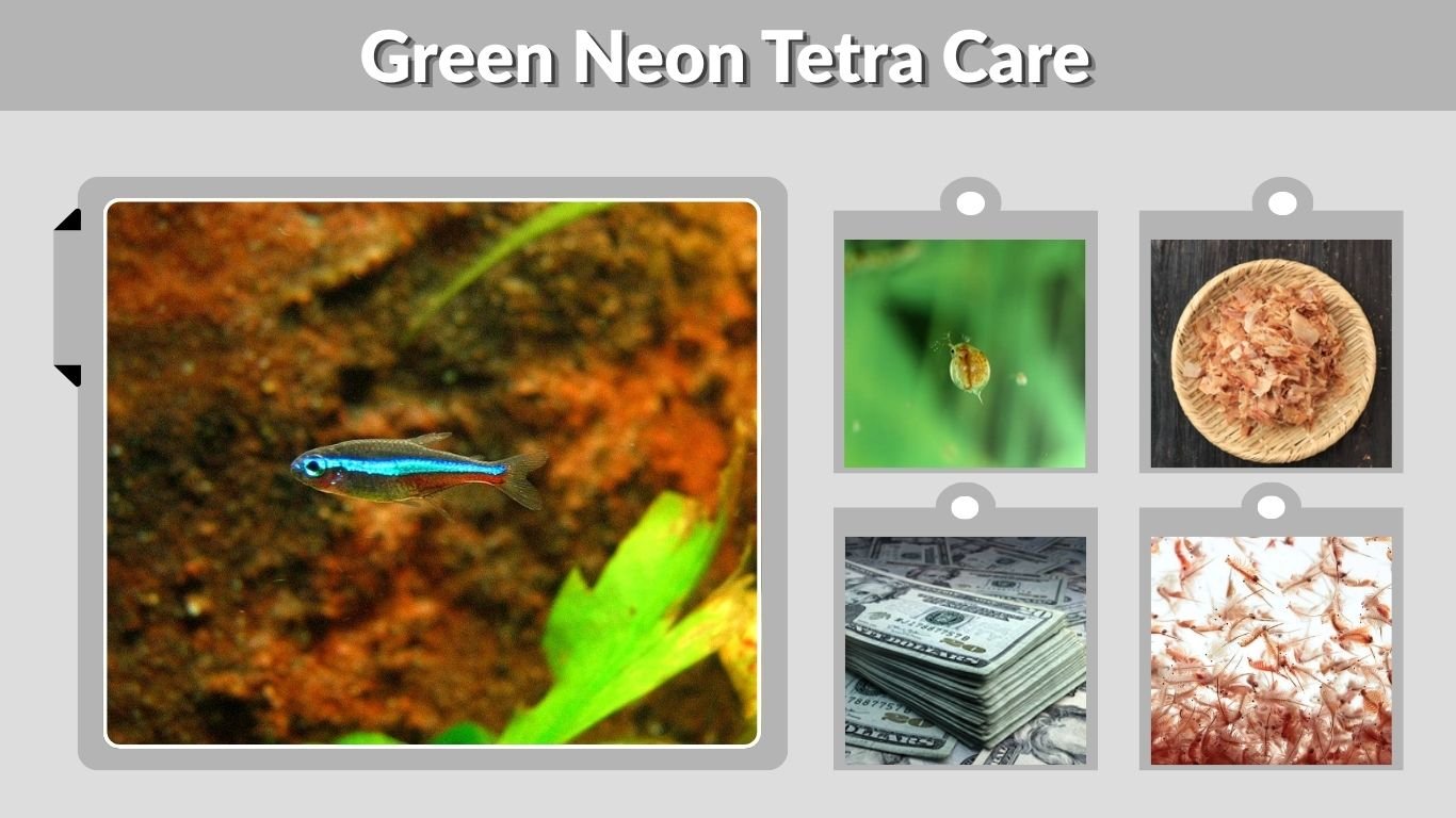 Green Neon Tetra Care: Size, Tank, Food & Tank Mates