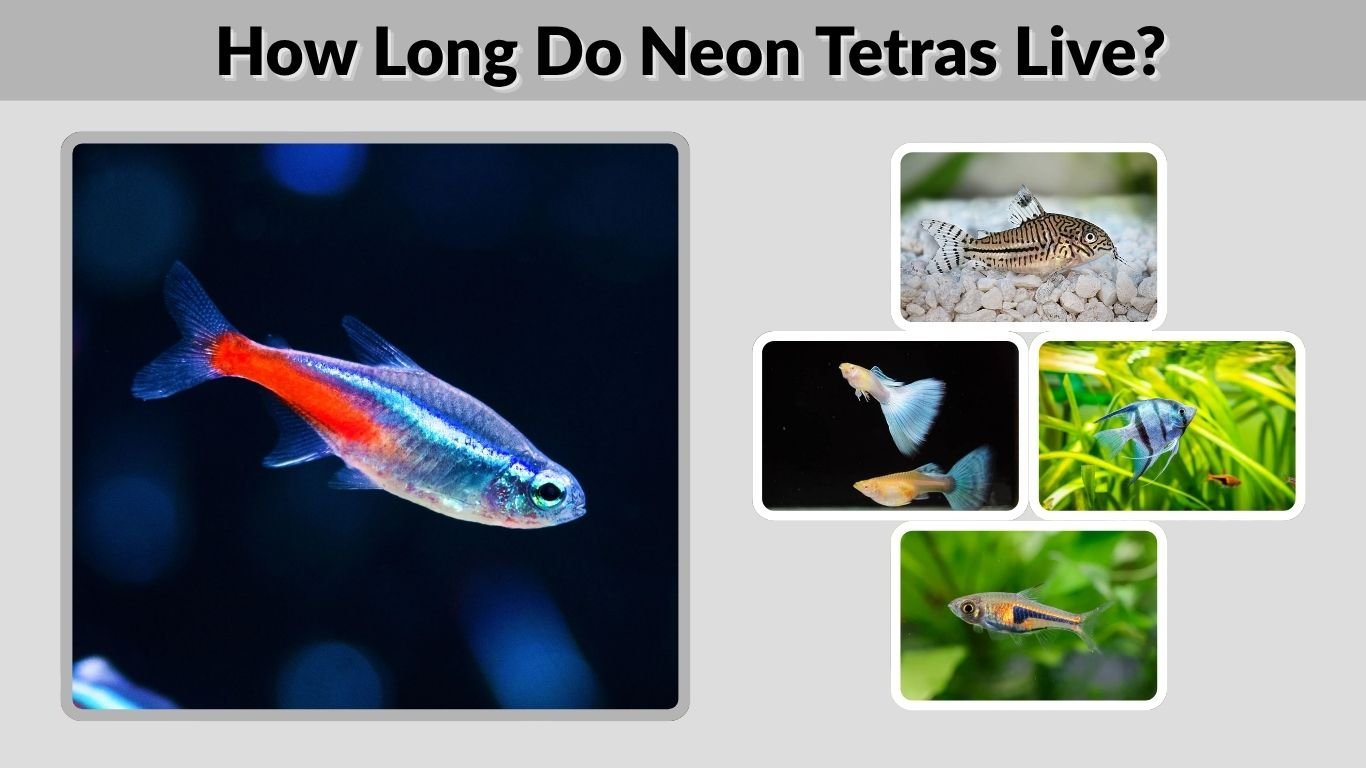 How Long Do Neon Tetras Live? Lifespan, Care & Tank Mates