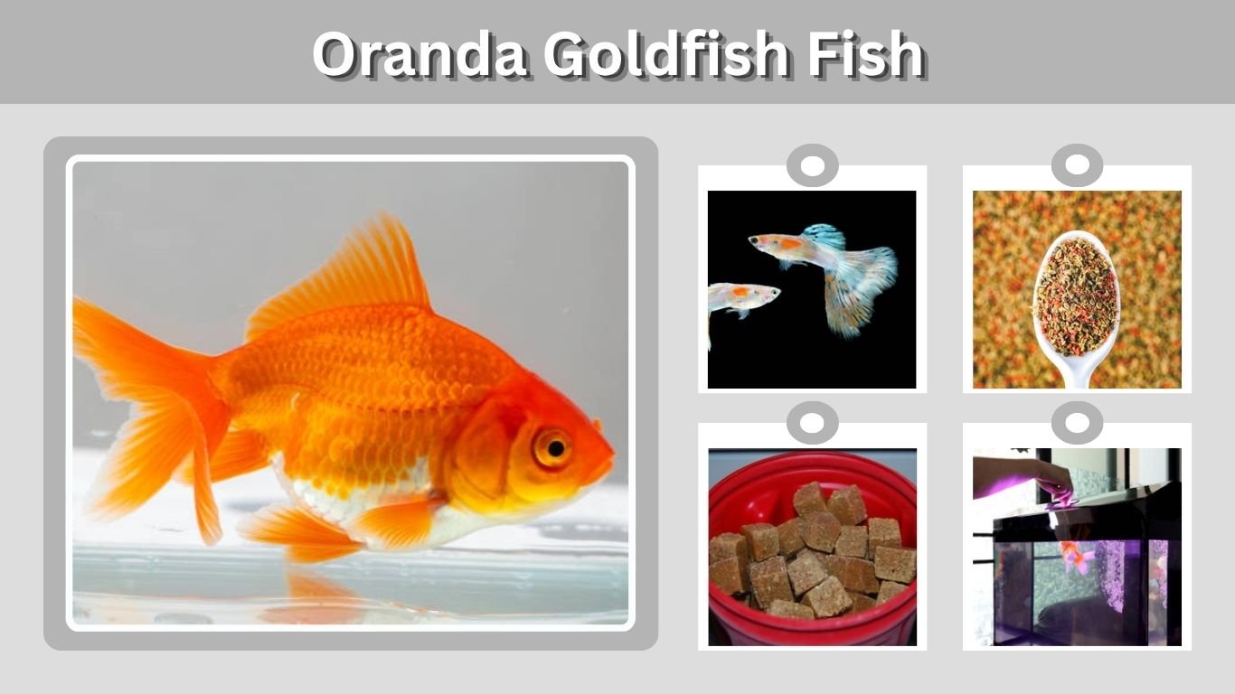 Oranda Goldfish Fish: Care, Food, Tank Mates and Facts