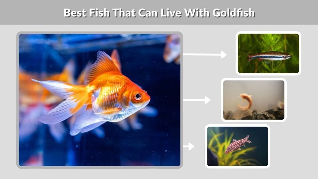 Best Fish That Can Live With Goldfish