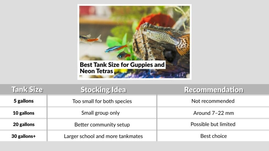 Best Tank Size for Guppies and Neon Tetras