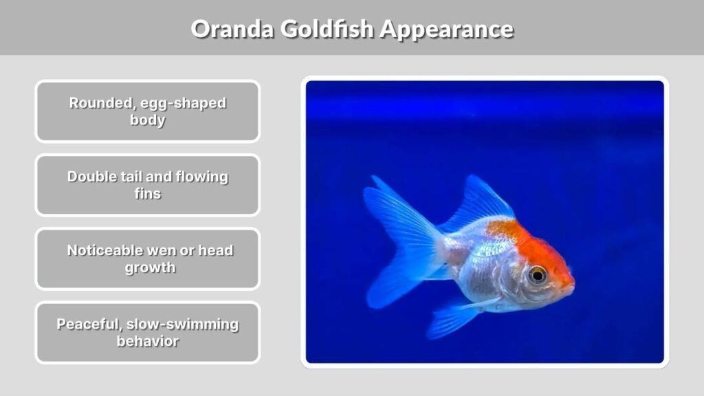 Oranda Goldfish Appearance
