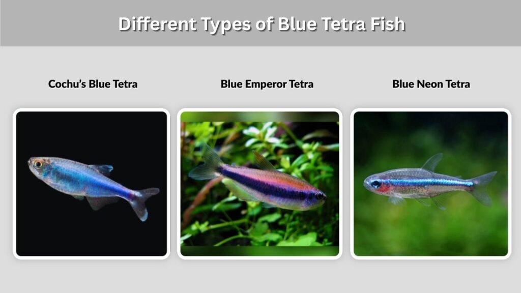Different Types of Blue Tetra Fish