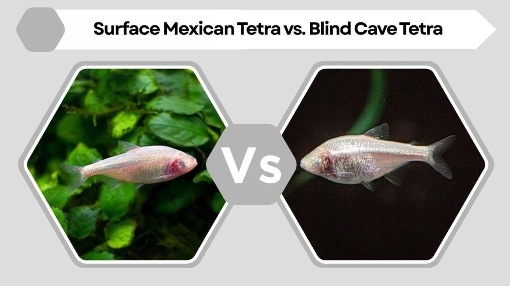 Surface Mexican Tetra vs. Blind Cave Tetra