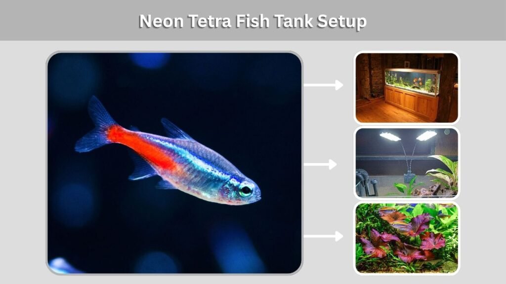 Neon Tetra Fish Tank Setup