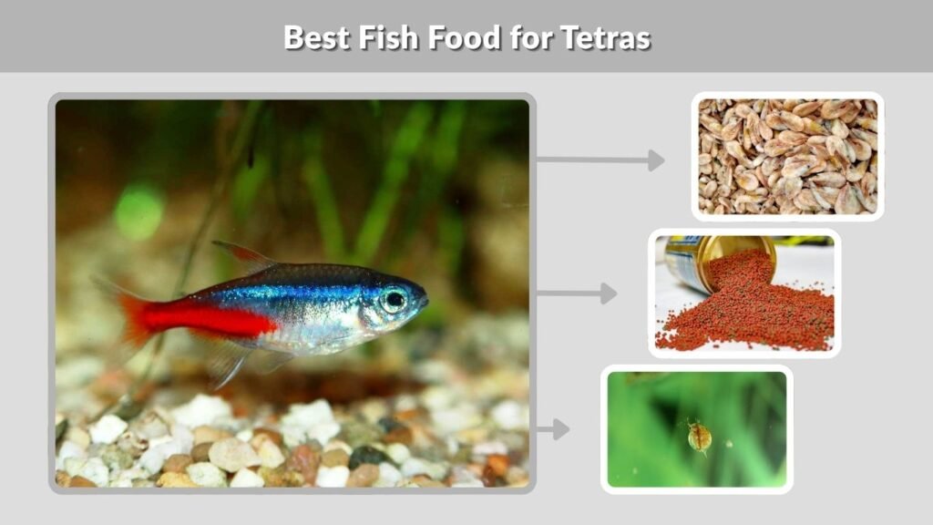 Best Fish Food for Tetras