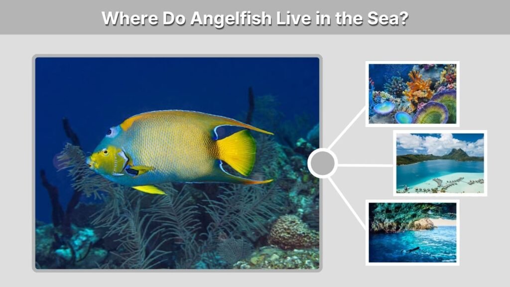 Where Do Angelfish Live in the Sea?