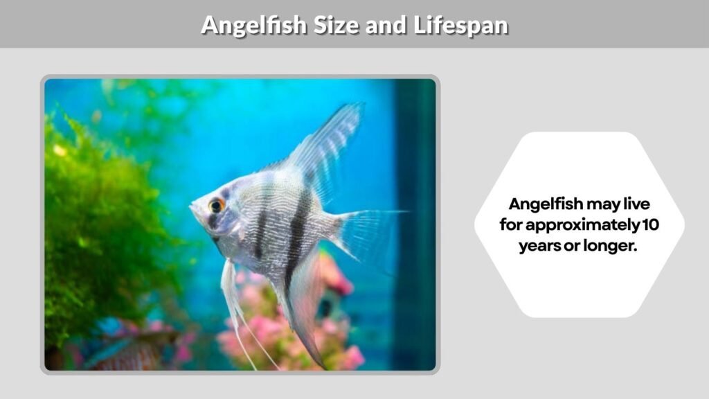 Angelfish Size and Lifespan