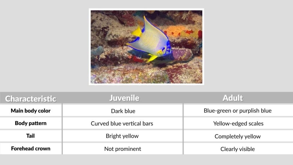 What Does a Queen Angelfish Look Like?