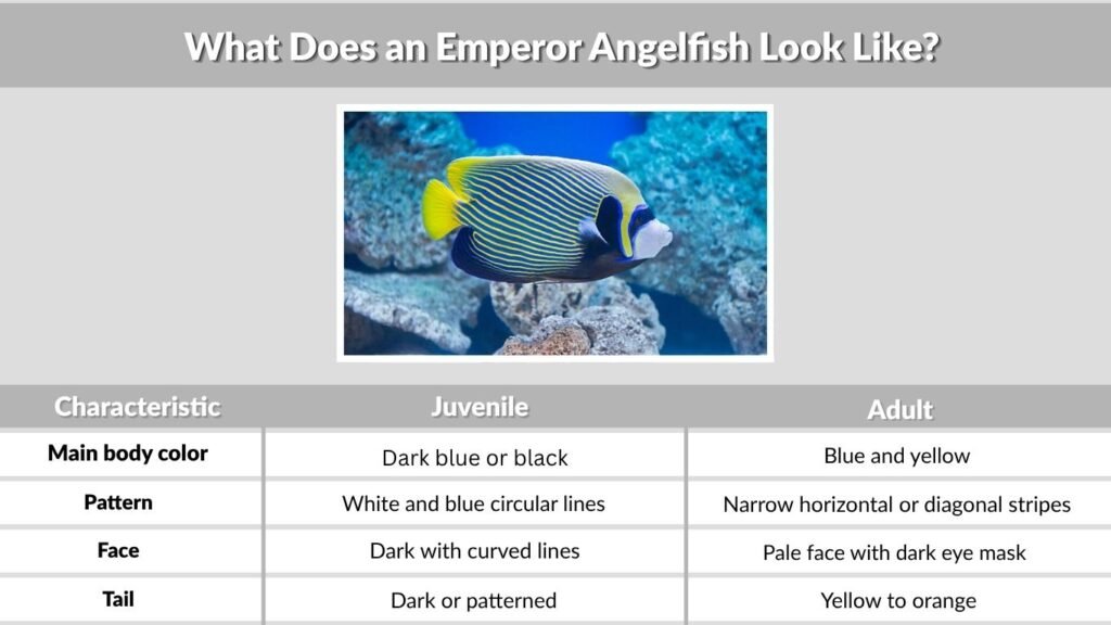 What Does an Emperor Angelfish Look Like?