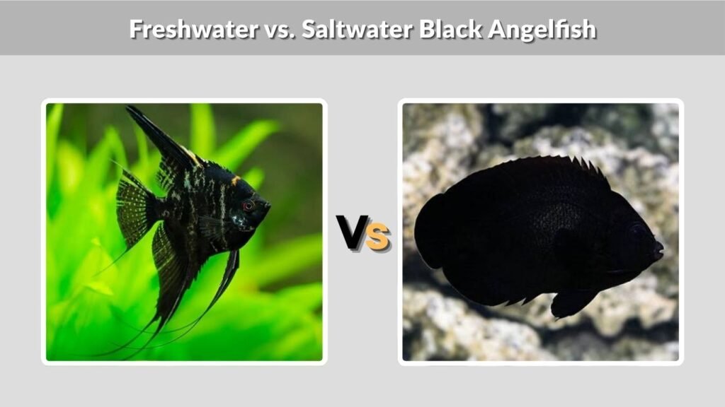 Freshwater vs. Saltwater Black Angelfish