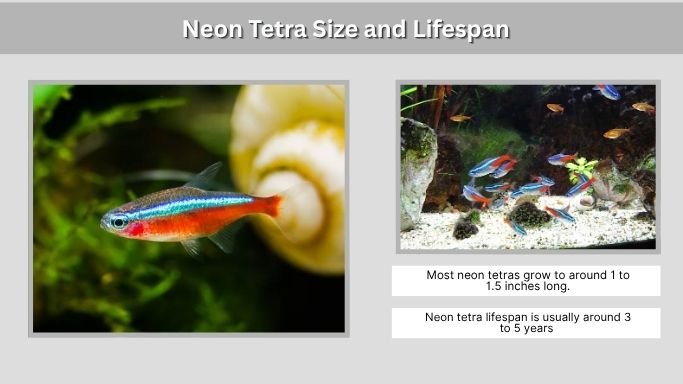 Neon Tetra Size and Lifespan