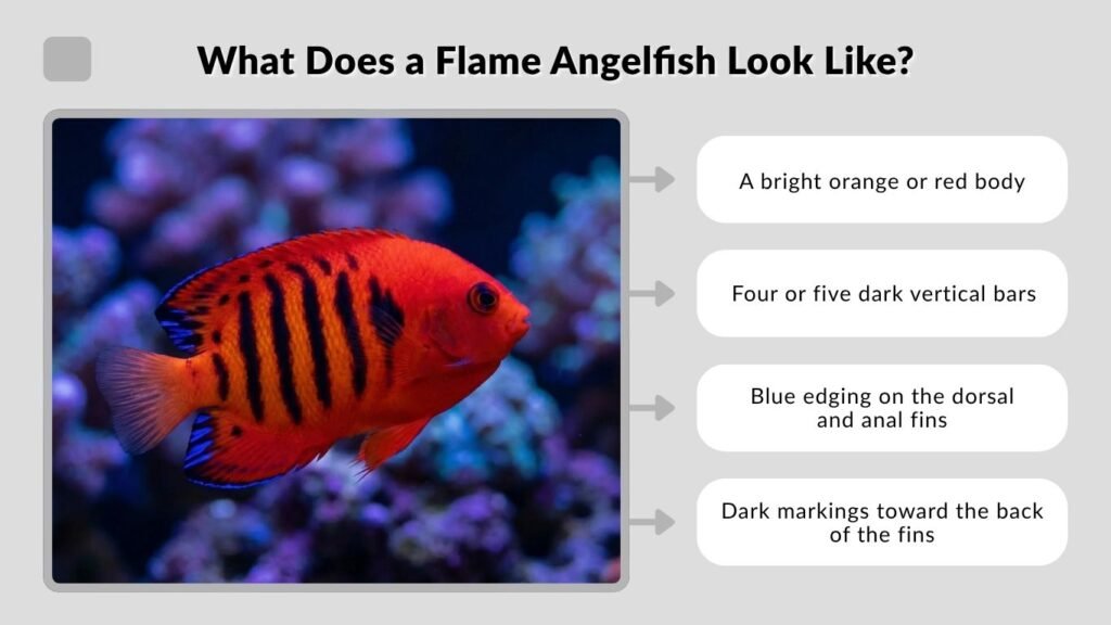 What Does a Flame Angelfish Look Like?