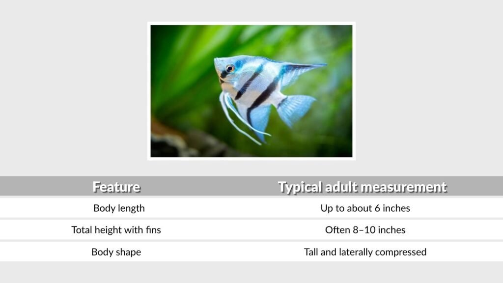 Koi Angelfish Size and Growth
