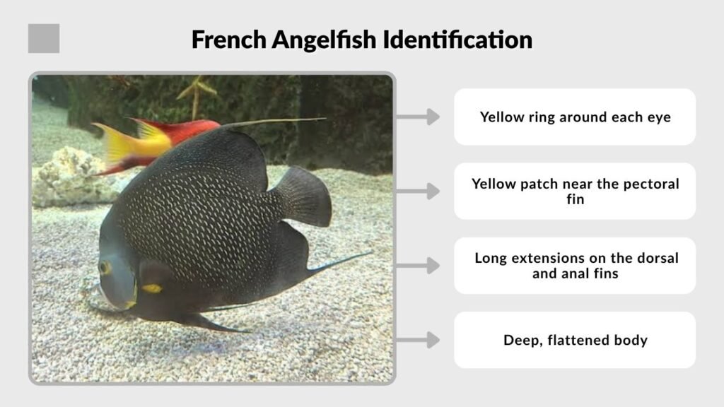 French Angelfish Identification