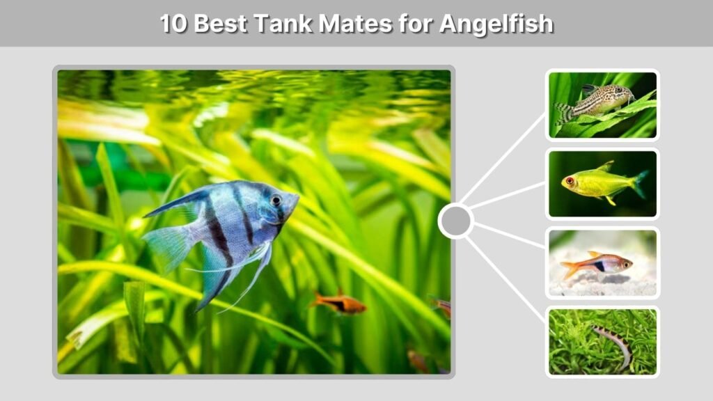10 Best Tank Mates for Angelfish