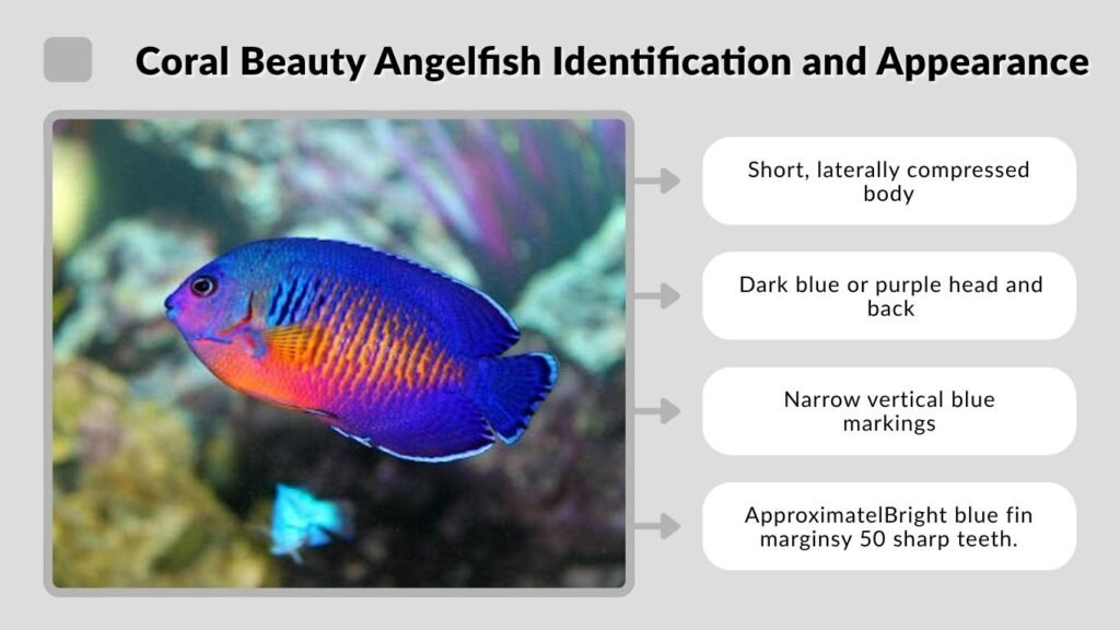 Coral Beauty Angelfish Identification and Appearance