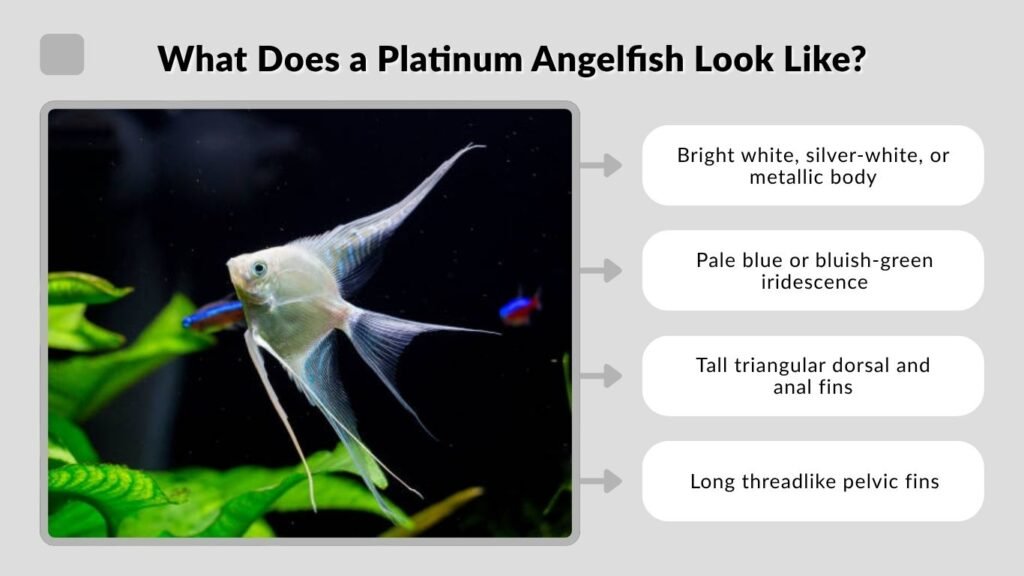 What Does a Platinum Angelfish Look Like?