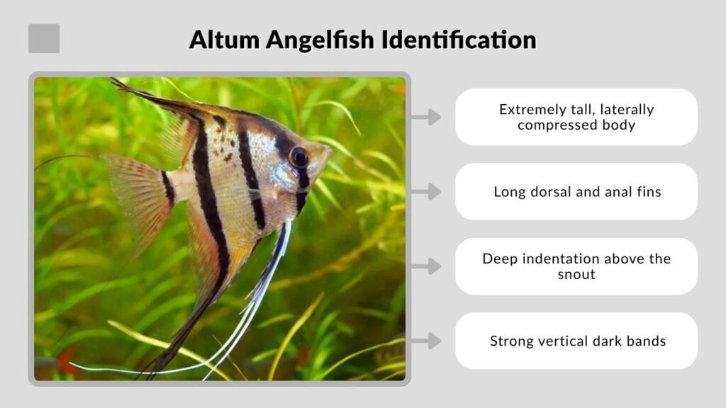 Altum Angelfish Identification