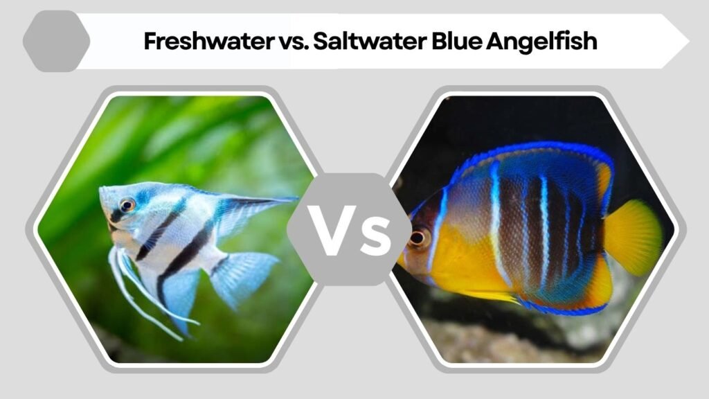 Freshwater vs. Saltwater Blue Angelfish