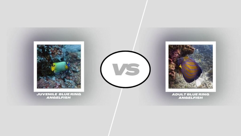 Juvenile vs Adult Blue Ring Angelfish