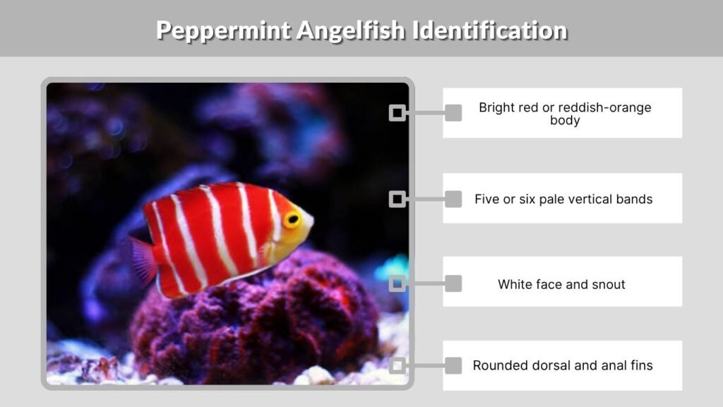 Peppermint Angelfish Identification