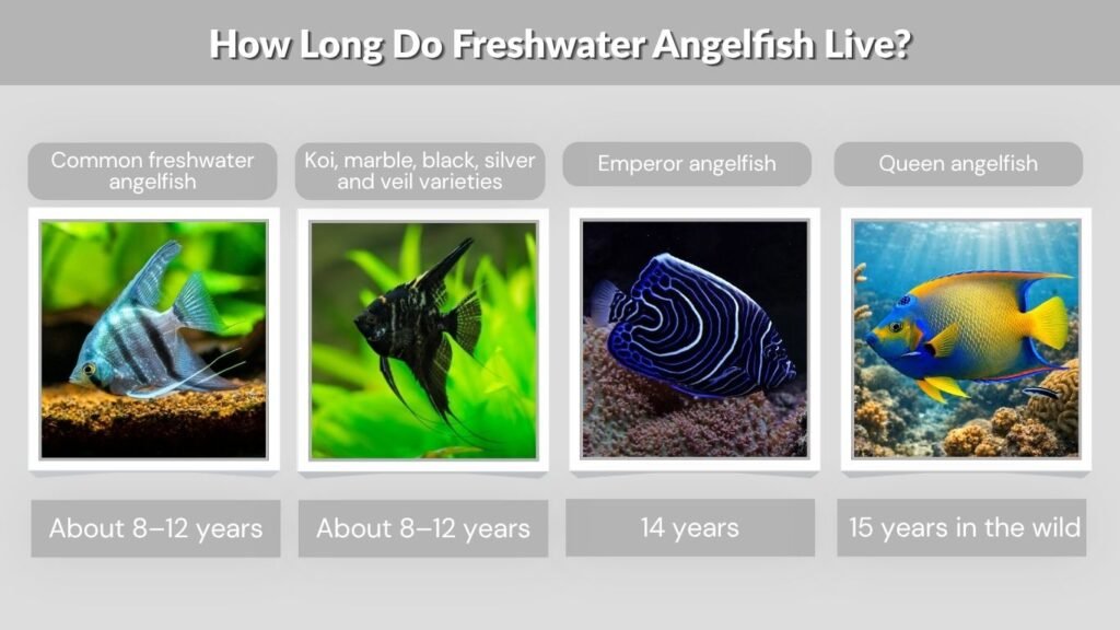 How Long Do Freshwater Angelfish Live?