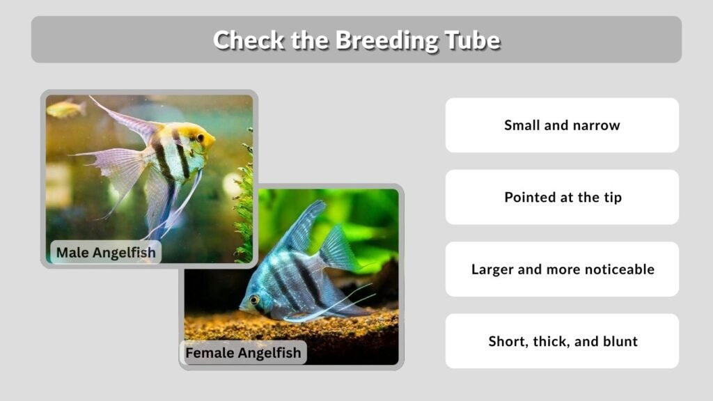 Check the Breeding Tube