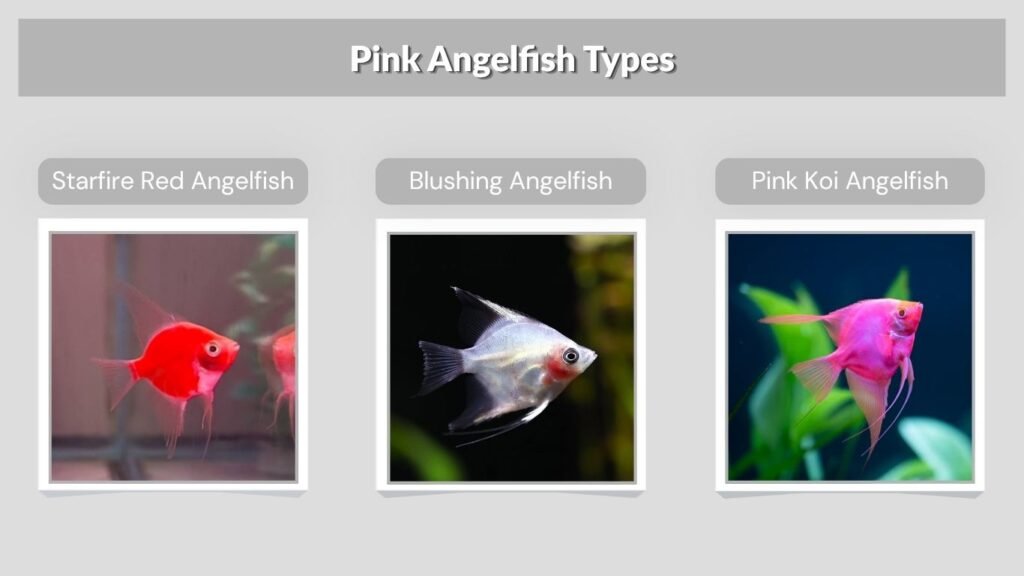 Pink Angelfish Types