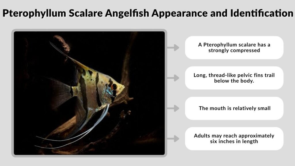 Pterophyllum Scalare Angelfish Appearance and Identification